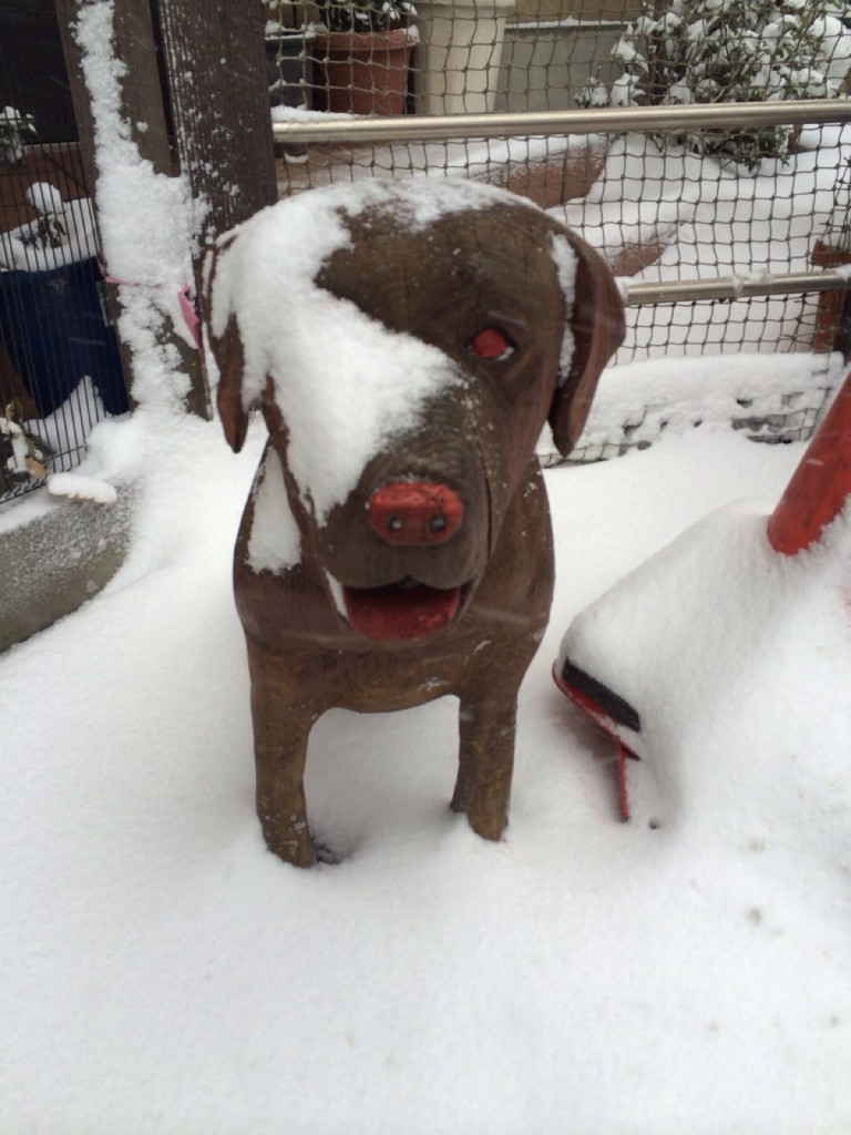 snow-dog