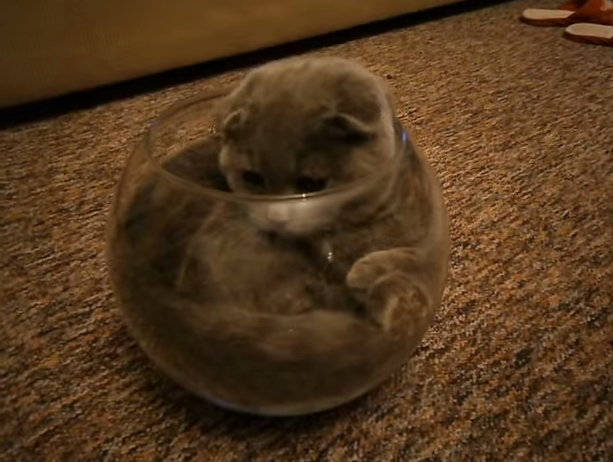cat-in-fish-bowl